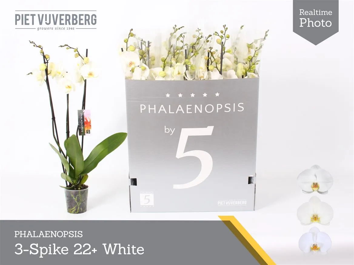 Orchidea Phalaenopsis biela 22+, 3 výhony • črepník 12 cm