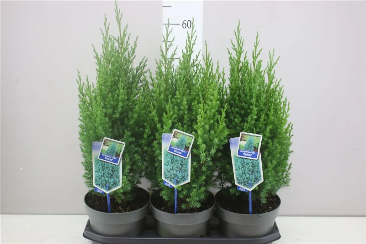 Juniperus Ch Stricta • črepník 19 cm