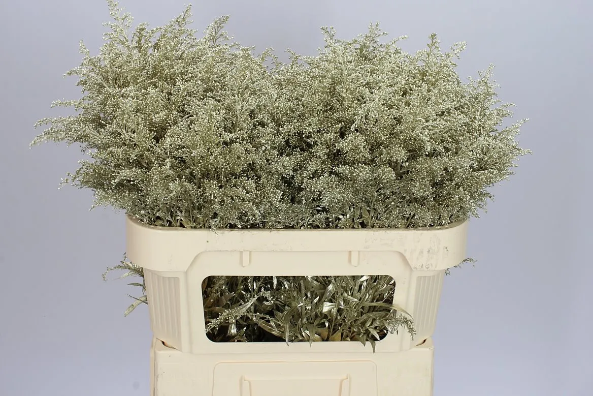 Solidago farbená Platina • 70 cm