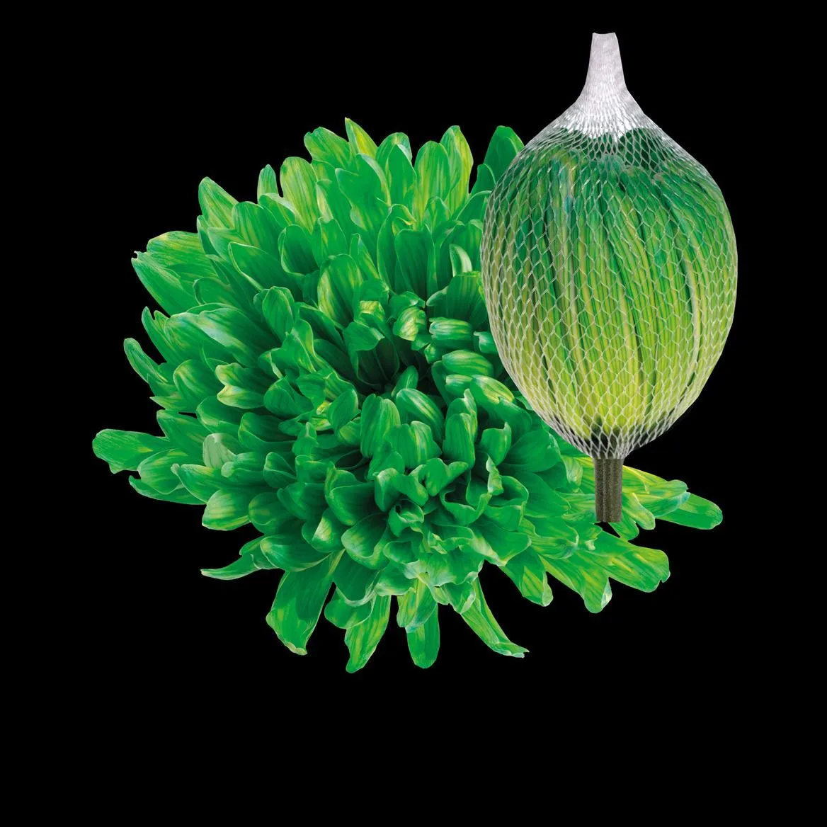 Chryzantéma veľkokvetá Antonov Green • 70 cm