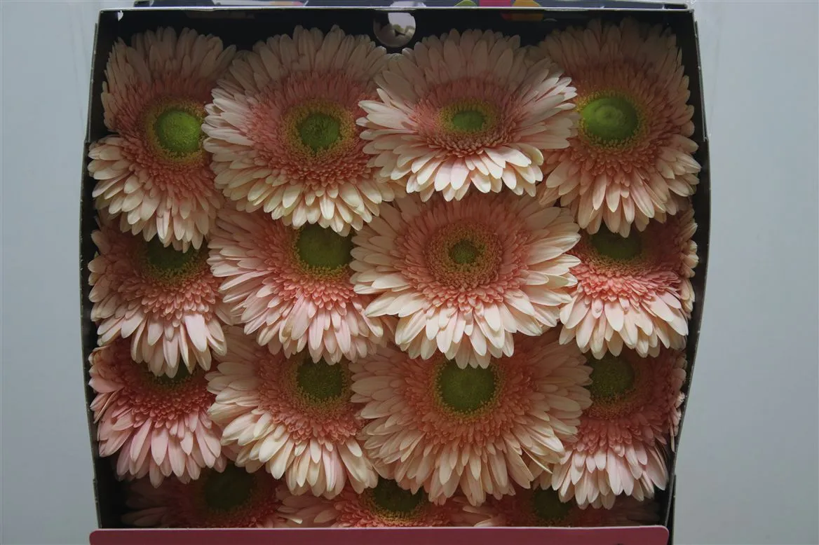 Gerbera Diamond Carlita • 55 cm