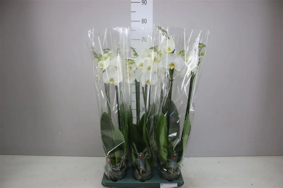 Orchidea Phalaenopsis Cambridge, 2 výhony • črepník 12 cm