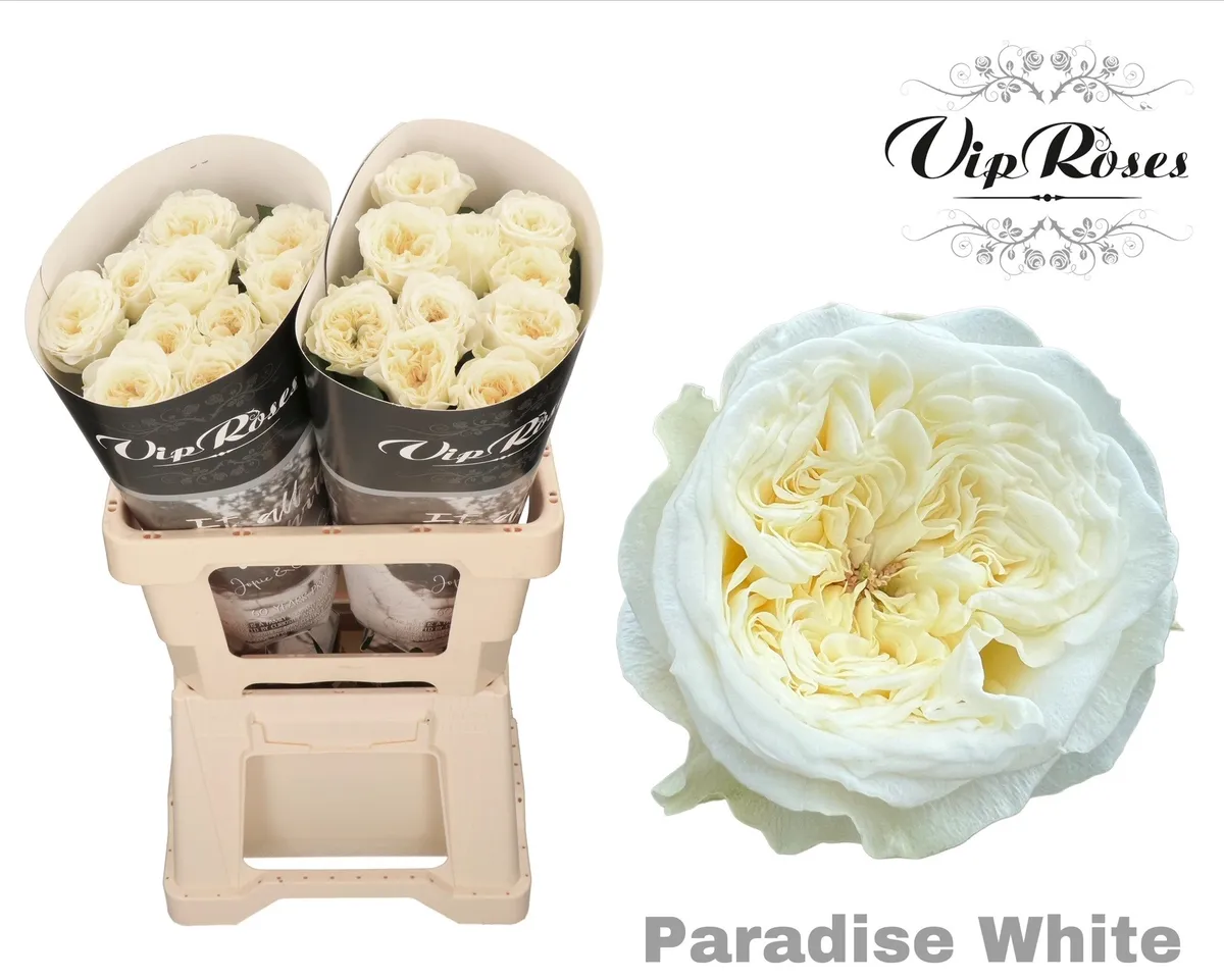 R Gr Paradise White X20 • 60 cm
