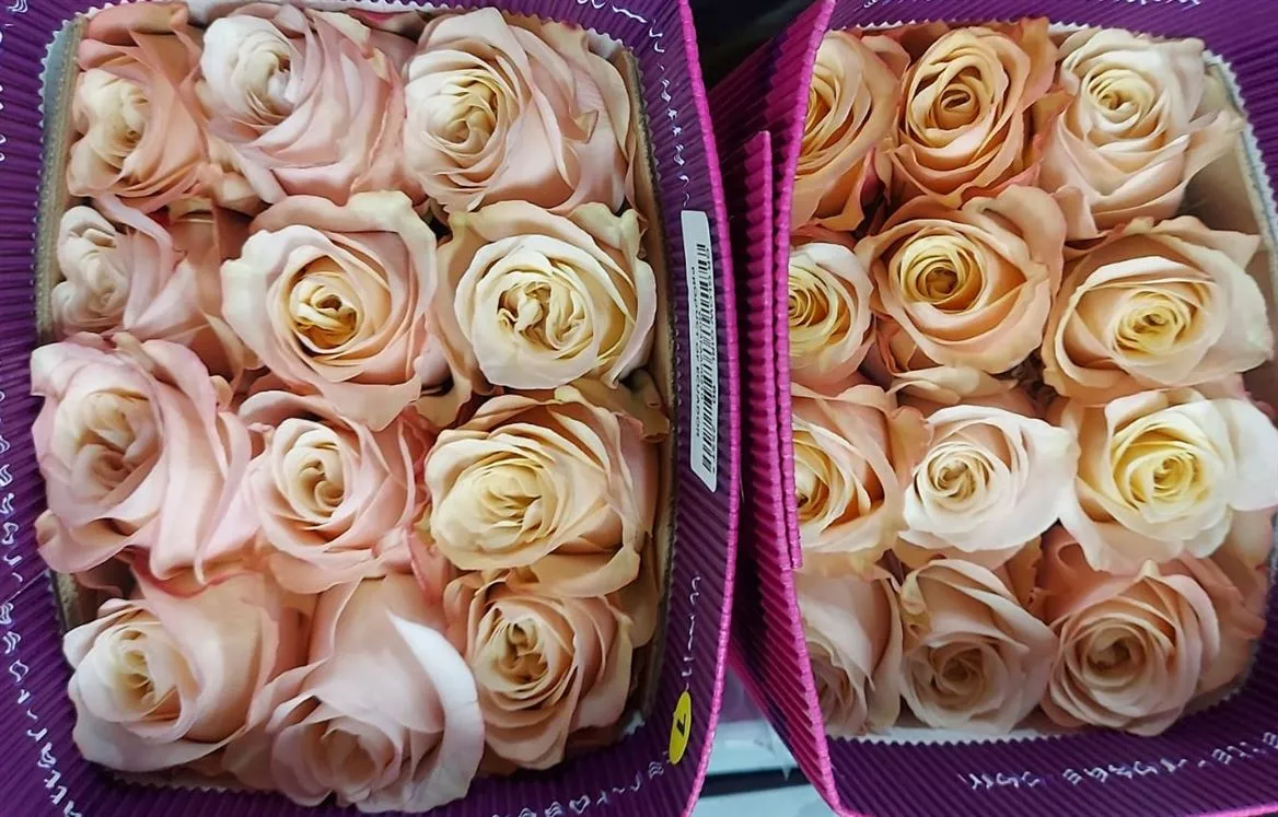 Rosa Gr Ec Glowgirl • 50 cm
