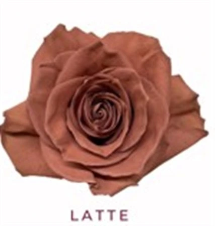 Ruža farbená Latte, Ekvádor • 50 cm