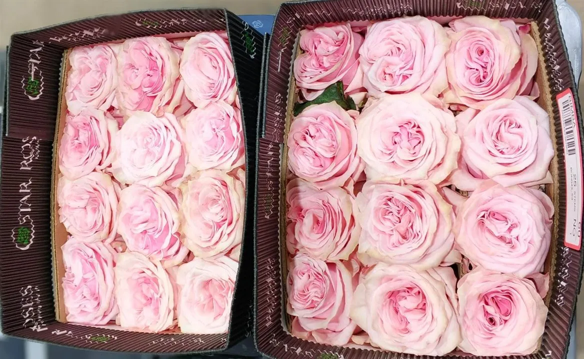 Rosa Gr Ec Bimba • 60 cm
