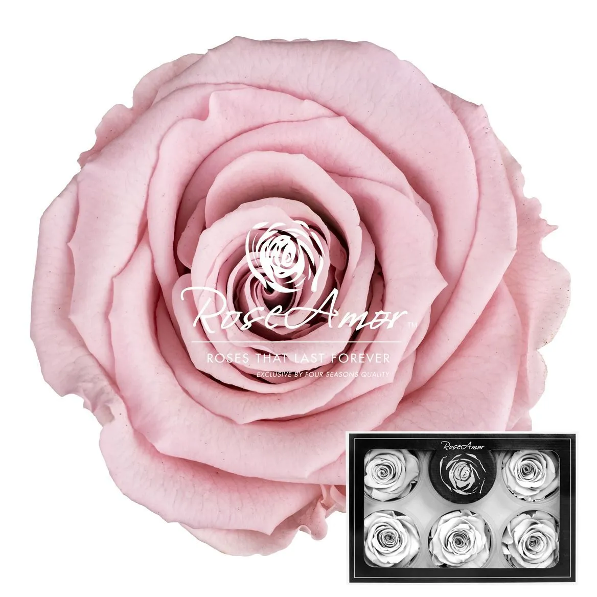 Stabilizovaná ruža XL ⌀ 6 cm, ružová PIN04