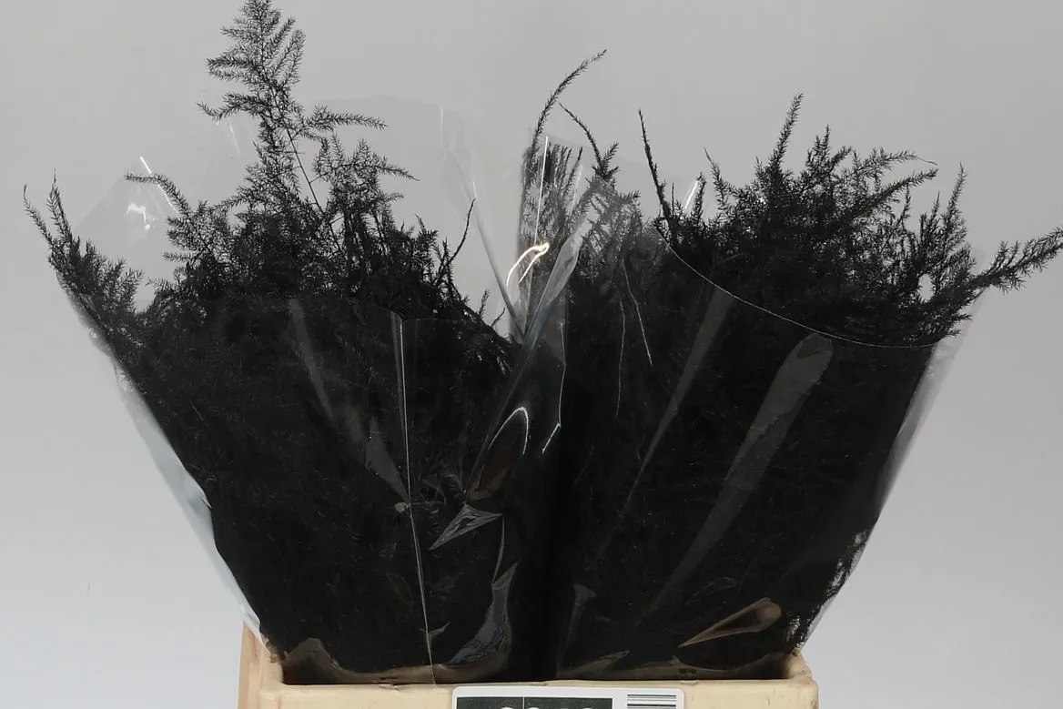 Asparágus 1e Veren Black • 45 cm