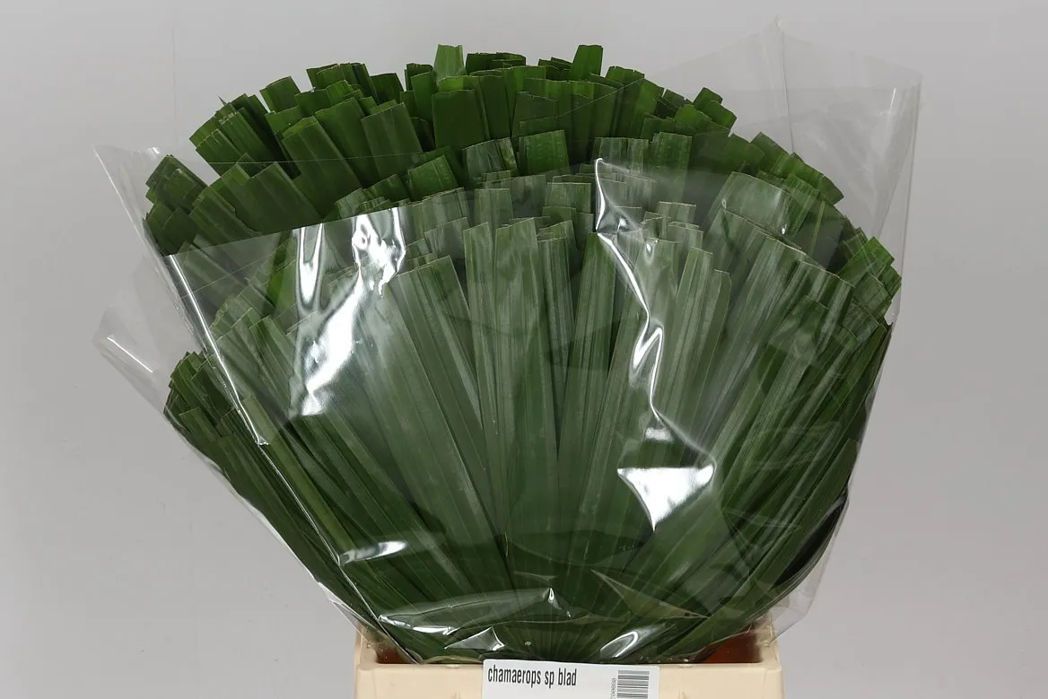 Chamaerops Sp Blad • 50 cm