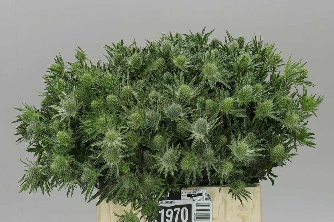 Eryngium Sirius • 40 cm