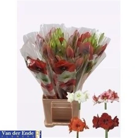 Amarylis Bq mix vo zväzku 10 X 3 Stems • 70 cm