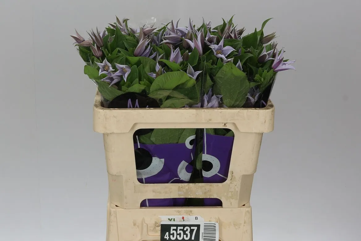 Clematis Star River • 50 cm