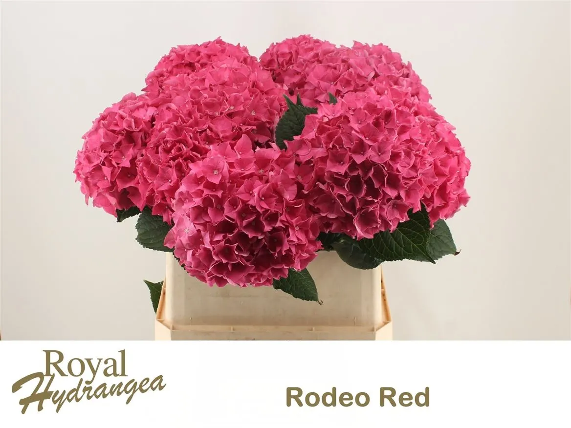 Hyd Rodeo • 80 cm
