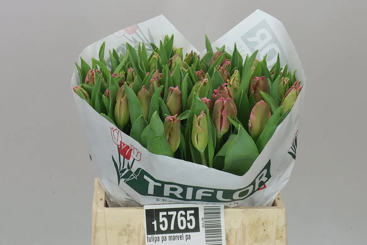 Tulipán papagájový Marvel Parrot • 40 cm
