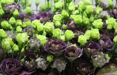 Eustóma plnokvetá Rosanne Black Pearl • 72 cm