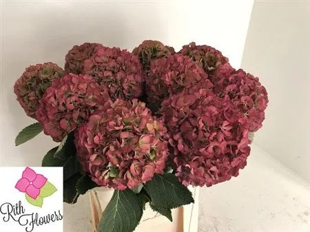 Hortenzia Elbtal Classic Green Red (vuurbaak) • 80 cm