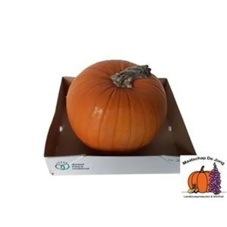 Cuc Maxima Halloween