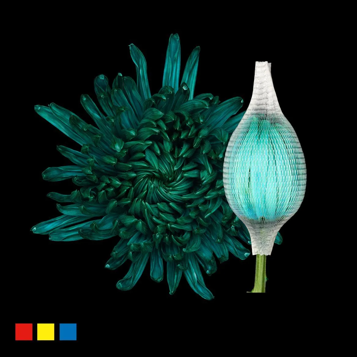 Chryzantéma veľkokvetá Stravina Ocean Green • 70 cm