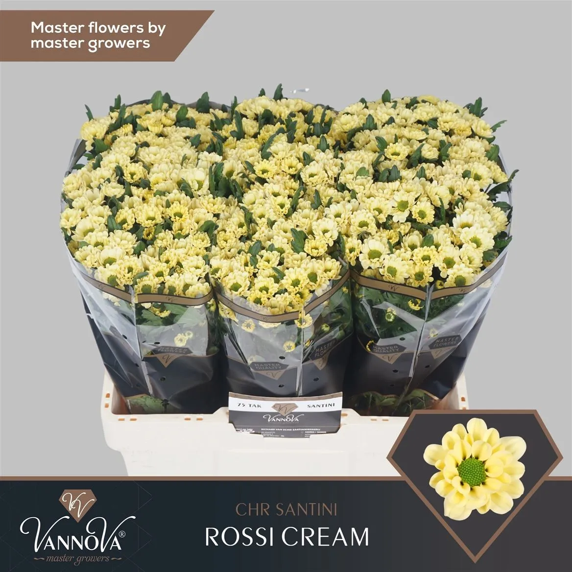 Chryzantéma santini Rossi Cream • 55 cm