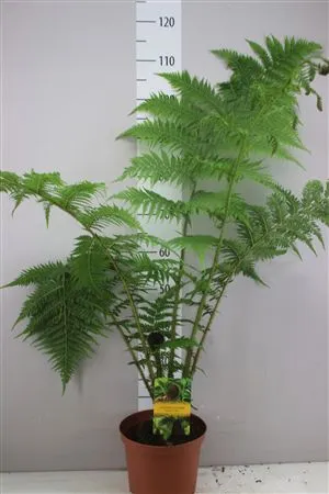 Cyathea Cooperi • črepník 24 cm