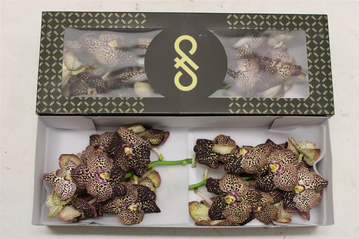 Orchidea Vanda Su Oce Sangria