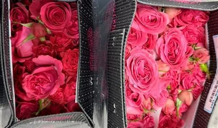 Rosa Tr Ec Ruby Elegance • 50 cm