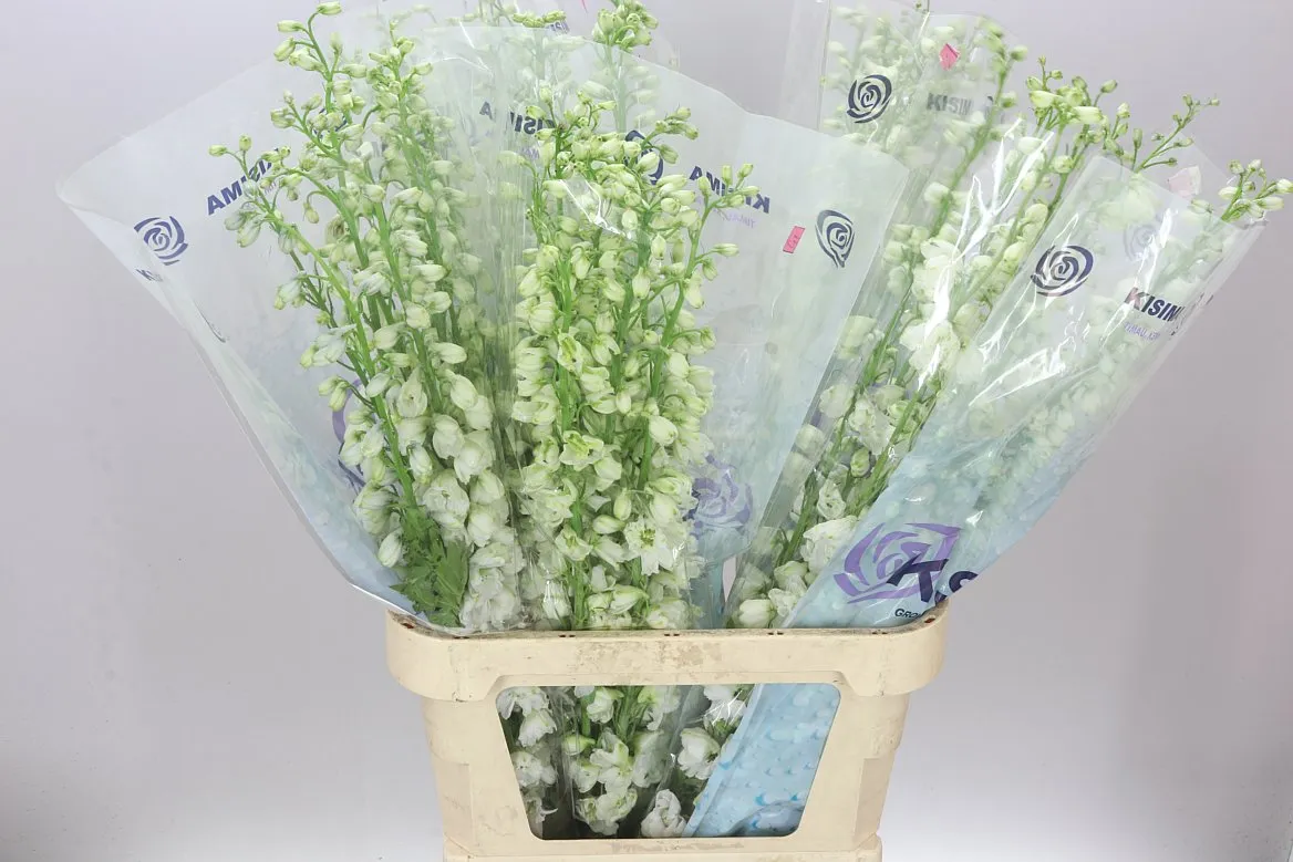 Delph El Guardian White • 100 cm