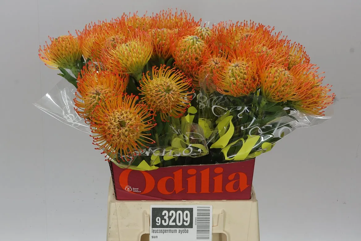 Leucospermum Ayobe Sun • 50 cm