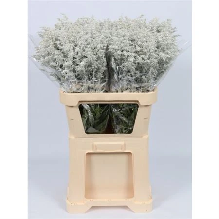 Solidago farbená White • 80 cm