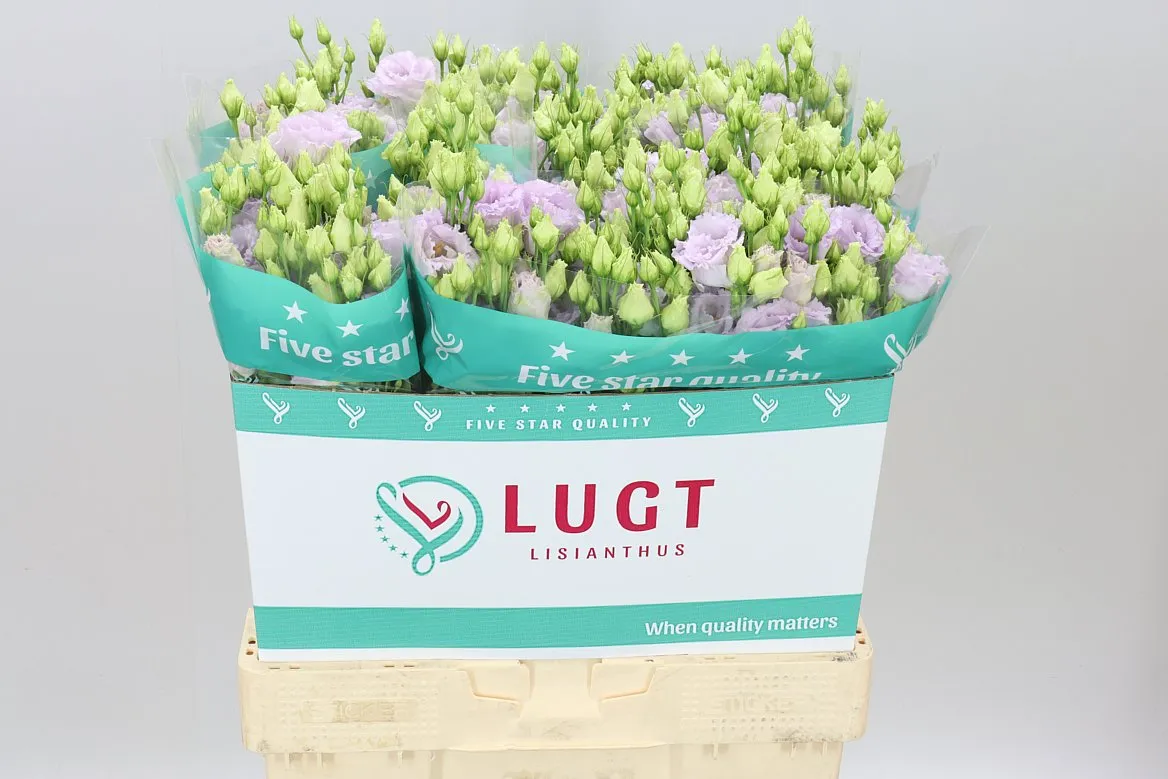 Eustóma plnokvetá Alissa Lavender • 70 cm