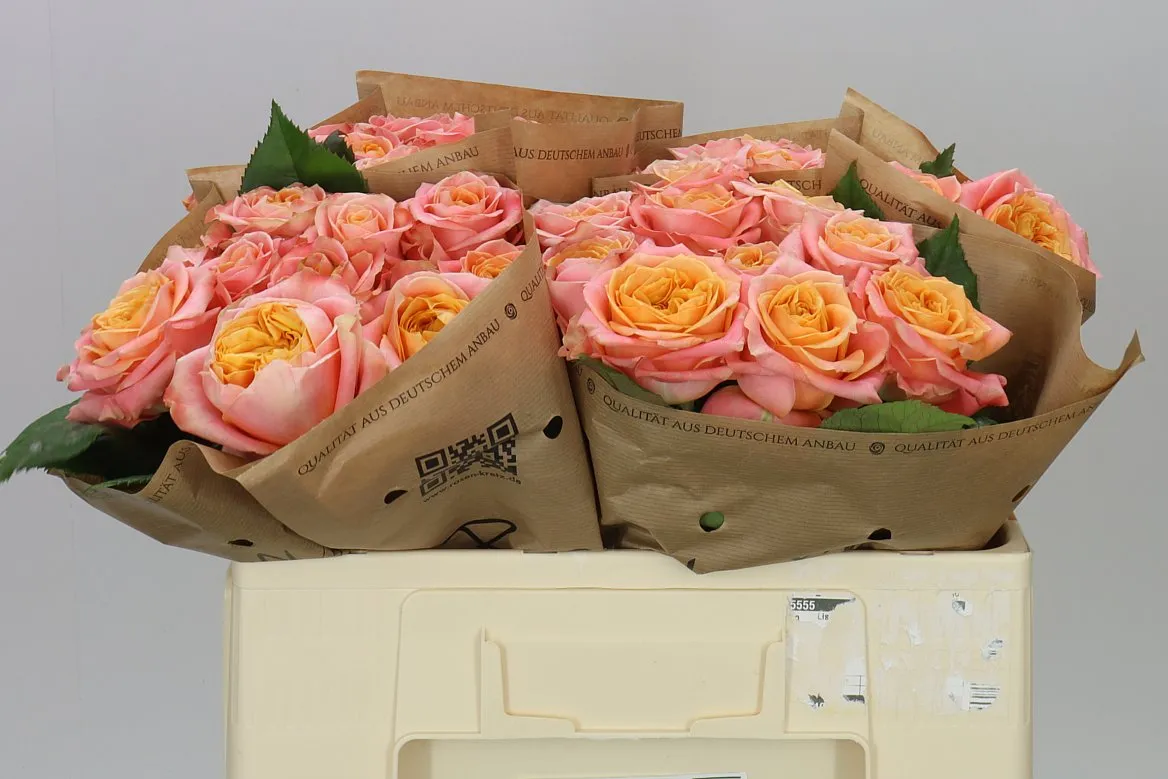 Ruža záhradná Peach Funky+ • 50 cm