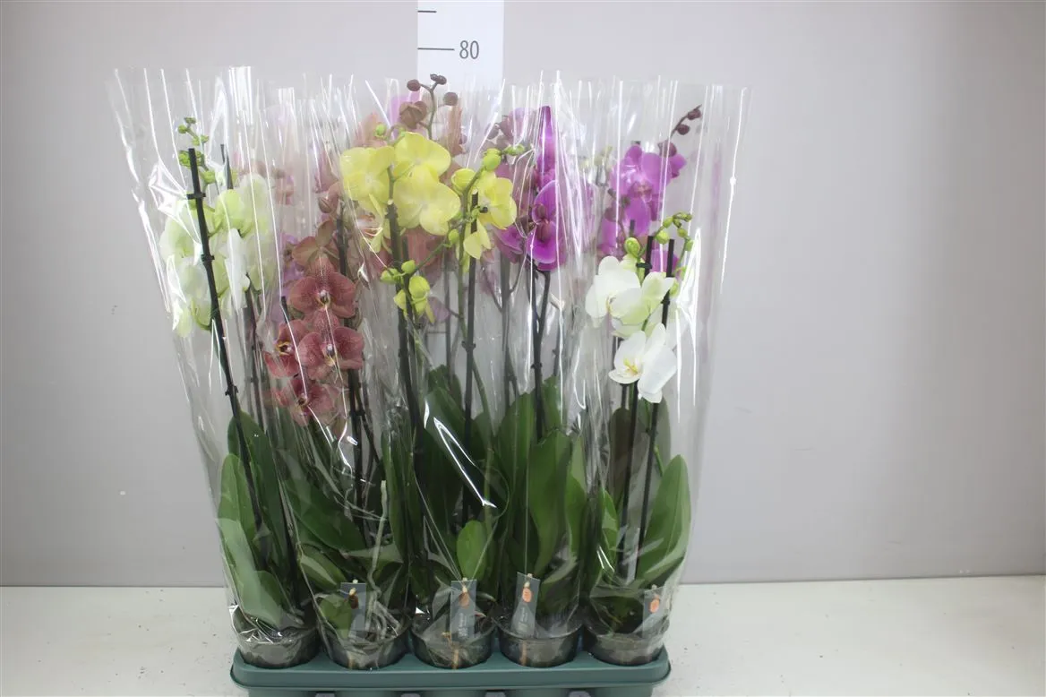 Orchidea Phalaenopsis mix 18+ Mimesis, 2 výhony • črepník 12 cm