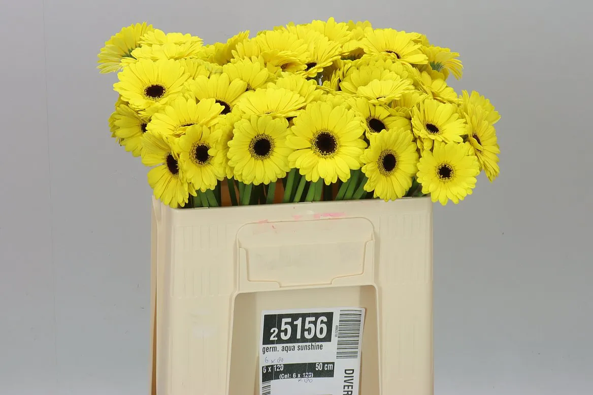 Germini Aqua Sunshine • 50 cm