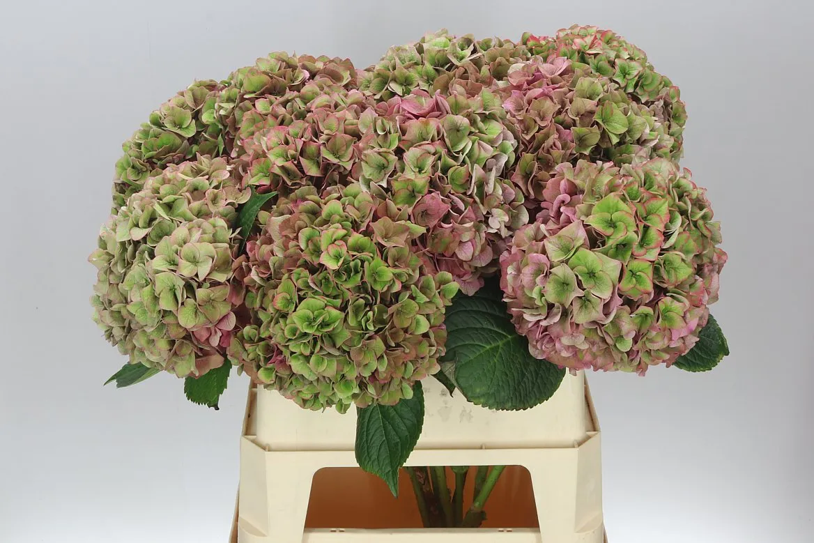Hortenzia Rodeo Purple Classic • 80 cm