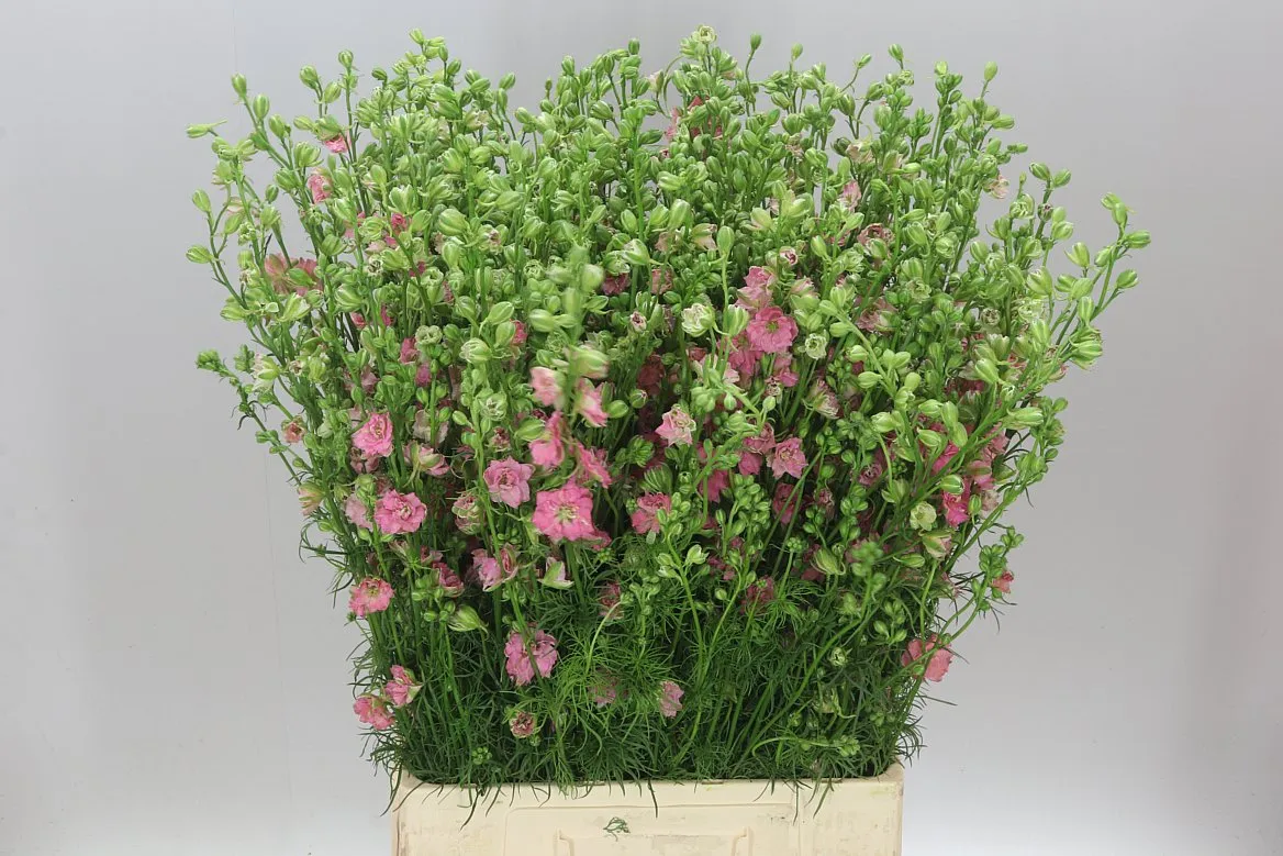 Delph Aj Pink • 80 cm