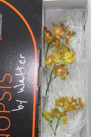 Orchidea Phalaenopsis Brown