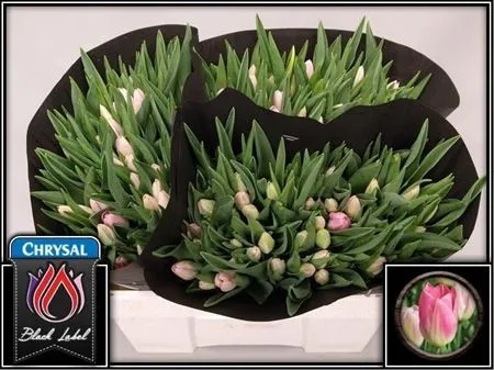 Tulipa En Dynasty • 37 cm