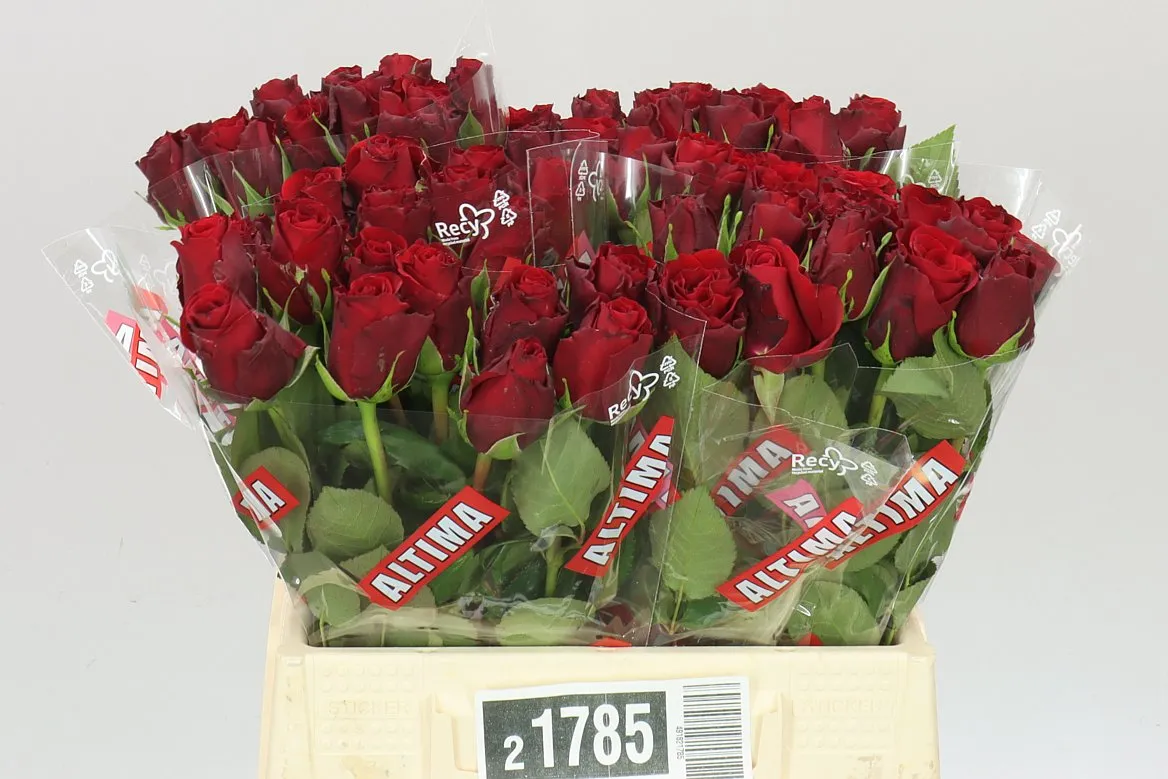 Rosa Gr Upper Class • 40 cm