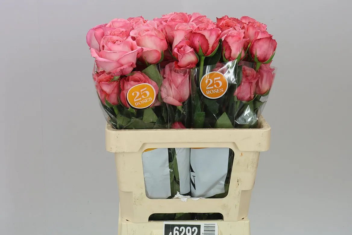 Ruža Pink Expression, Ekvádor • 50 cm