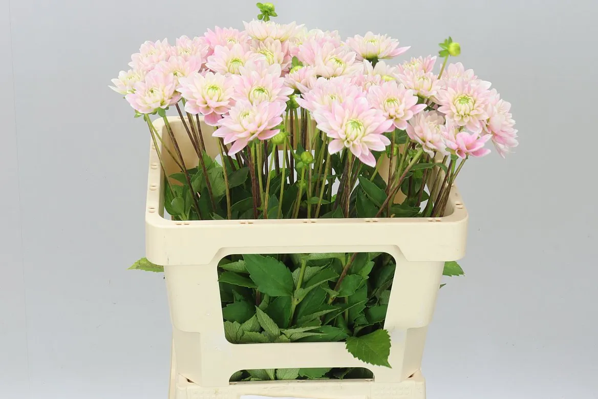 Georgína Pink Delight A2 • 60 cm