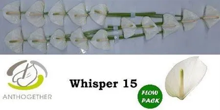 Anth Whisper