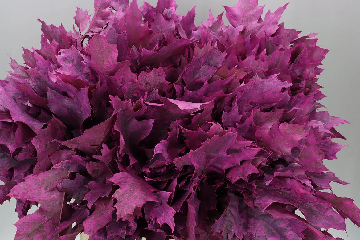 Quercus Rubra Cerise 20st • 80 cm
