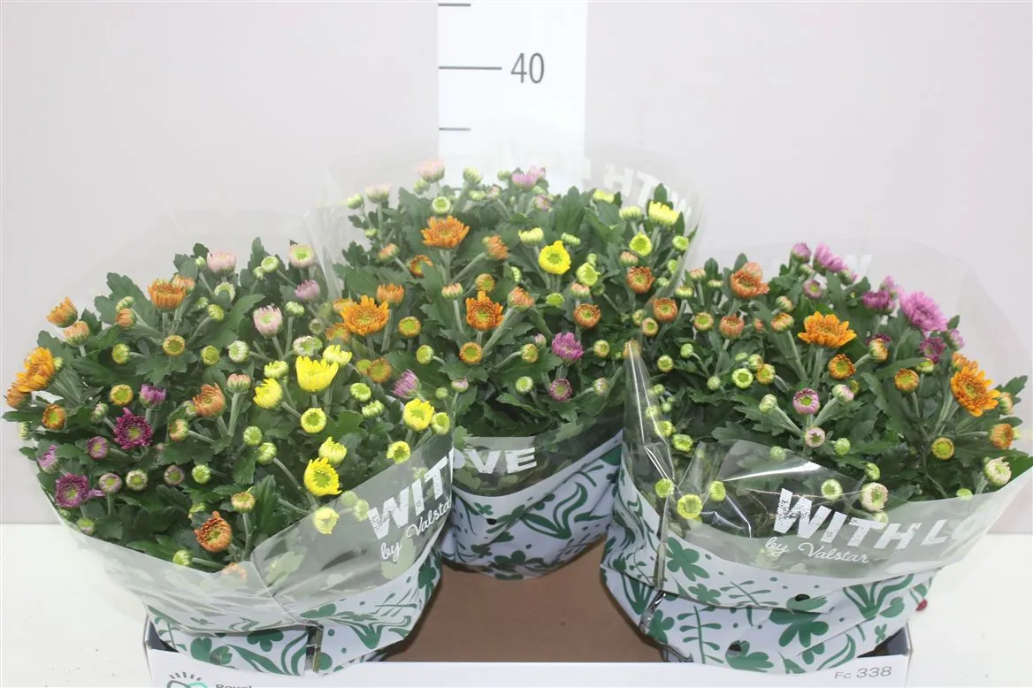 Chrysanth Elixer Schaal • črepník 23 cm