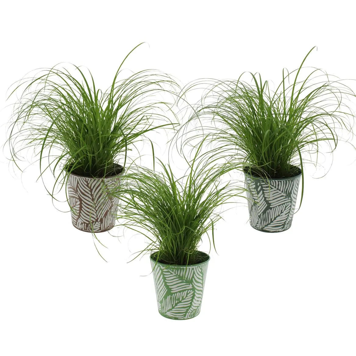 Cyperus 'zumula In Sierpot Zink 3 Kleuren • črepník 12 cm