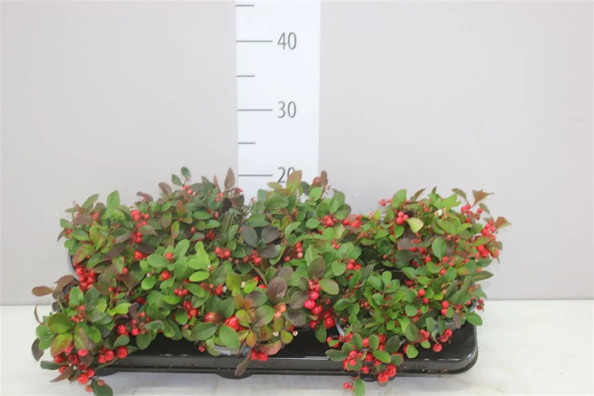Gaultheria Pro Big Berry • črepník 10,5 cm