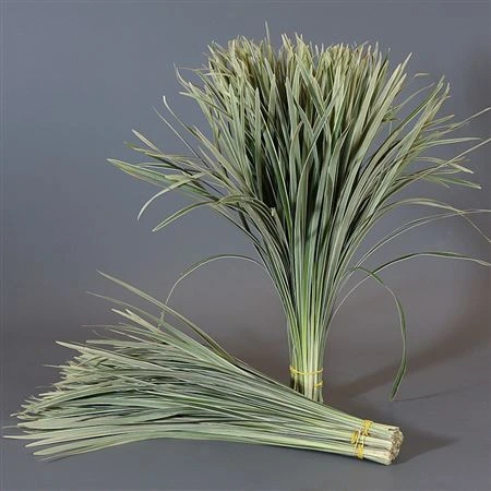 China Grass Varigated • 60 cm