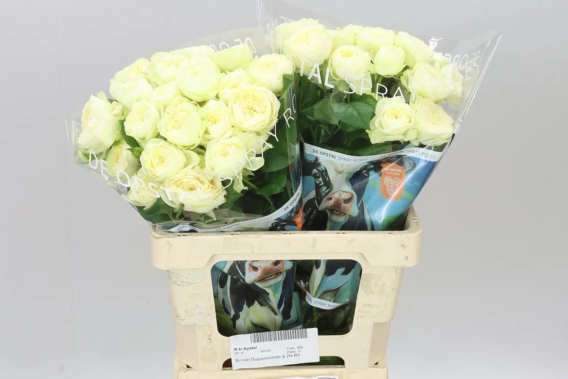 Rosa Tr Ayala! • 60 cm