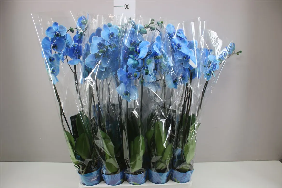 Orchidea Phalaenopsis Royal Blue A2, 2 výhony • črepník 12 cm