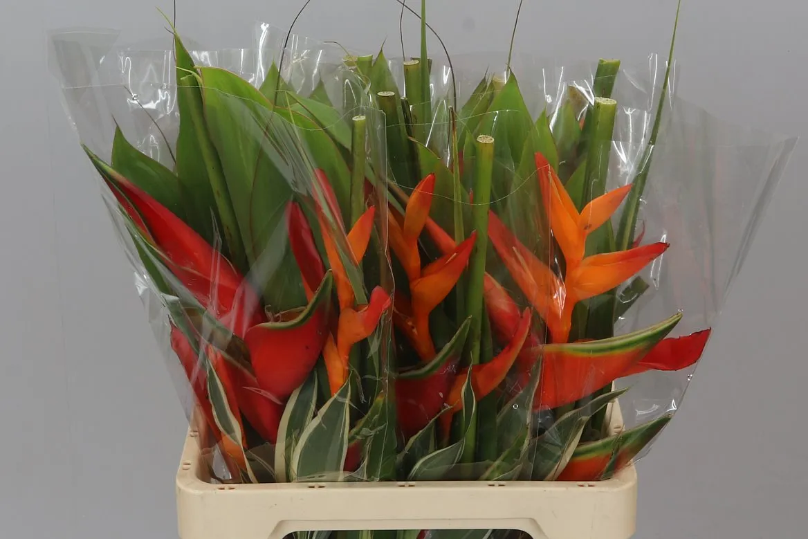 Heliconia Bq Petit • 60 cm
