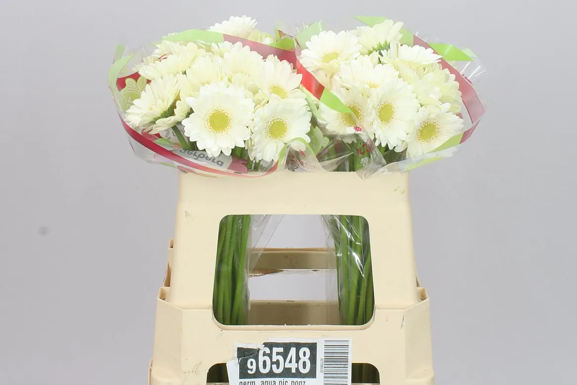Germini Aqua Pic Ponza • 50 cm